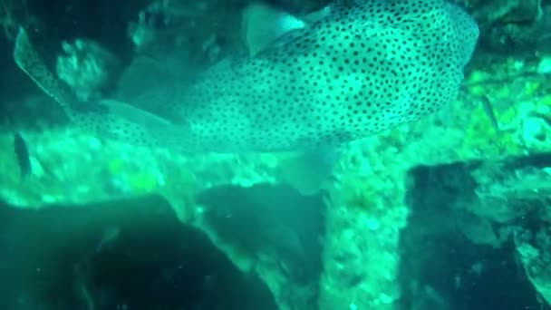 Tropische Fische an Steinen und Korallen — Stockvideo