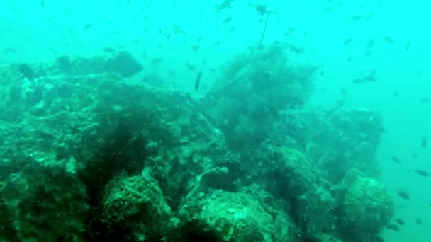 Mercan resifinin üzerinde büyük bir tropikal balık sürüsü — Stok video