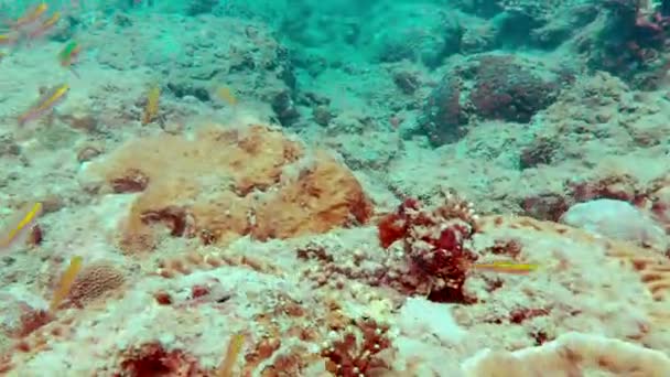 Big pack of tropical fishes over a coral reef — Stock Video