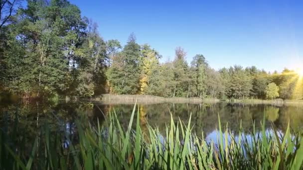 Φθινόπωρο ξύλο αντανακλάται στη λίμνη σε μια ηλιόλουστη ημέρα — Αρχείο Βίντεο
