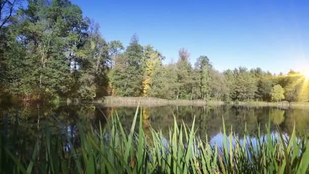 Bois d'automne se reflète dans le lac par une journée ensoleillée — Video