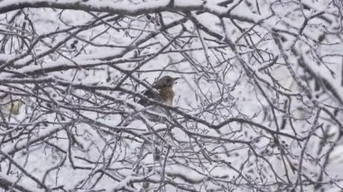 bir ardıç kuşu Turdus pilaris kış karla kaplı bir ağaçta kuş