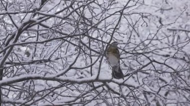 bir ardıç kuşu Turdus pilaris kış karla kaplı bir ağaçta kuş