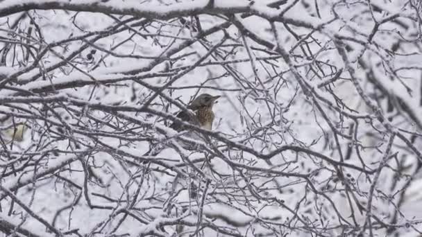 Bird a thrush Turdus pilaris in the winter on a snow-covered tree — Stock Video