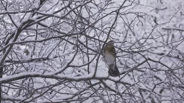 つぐみつぐみ毛孔を雪に覆われた木に冬の鳥します。 — ストック動画