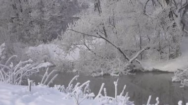 Kış Nehir yaban ördekleri