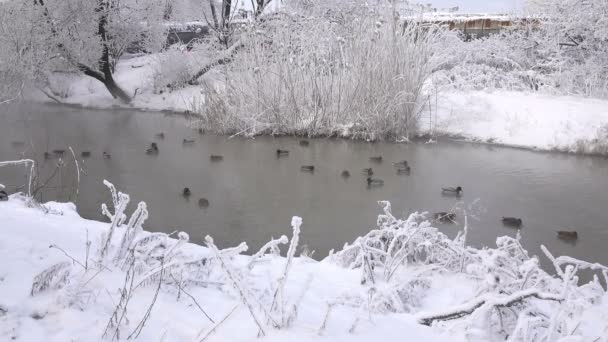 Дикие утки в зимней реке — стоковое видео