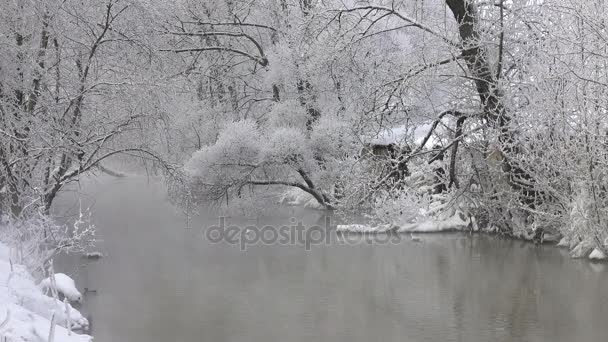 Anatre selvatiche nel fiume invernale — Video Stock