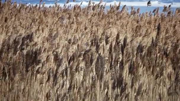 Torra sockerrör vågorna på en bakgrund av blå himmel — Stockvideo