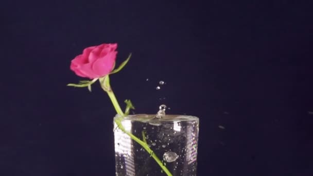 Red roses slowly fall in a vase and bouncing, slow motion — Stock Video