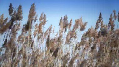 Mavi gökyüzü arka plan üzerinde kuru kamışı dalgalar