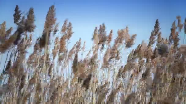 Die Wellen des trockenen Schilfs vor dem Hintergrund des blauen Himmels — Stockvideo