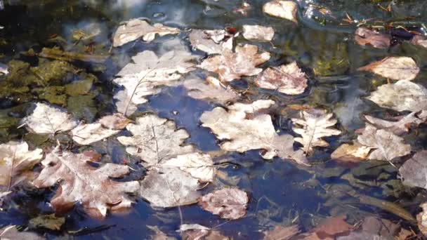 Foglie congelate di alberi su uno stagno d'acqua in inverno — Video Stock