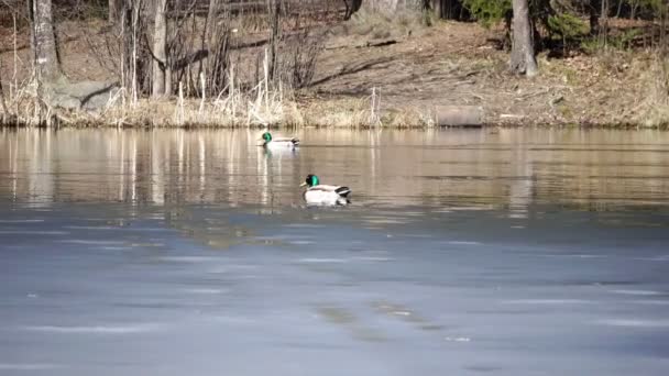 Patos andar nadar em camada fina de lago coberto de gelo no início da primavera — Vídeo de Stock