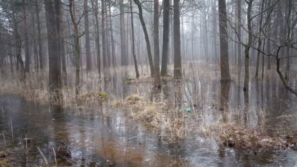 Het voorjaar hout overstroomd met water en die is bevroren onder ijs — Stockvideo