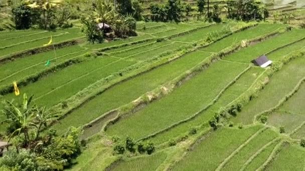 Pirinç terasları, Bali, Endonezya üzerinde havadan görünümü — Stok video