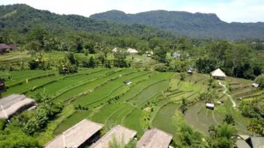 Pirinç terasları, Bali, Endonezya üzerinde havadan görünümü