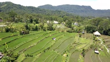 Pirinç terasları, Bali, Endonezya üzerinde havadan görünümü