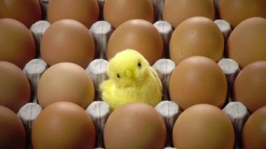 Oyuncak tavuk parlak Paskalya yortusu yumurta kabuğu yalan karton desteğinde