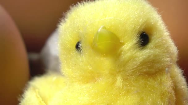 Jouet poulet dans une coquille d'oeuf de Pâques lumineux se trouvent dans le support en carton — Video