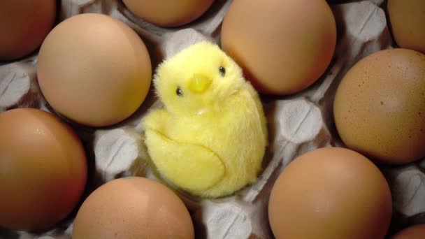 Игрушечная курица в скорлупе яркого пасхального яйца лежат в картонной опоре — стоковое видео