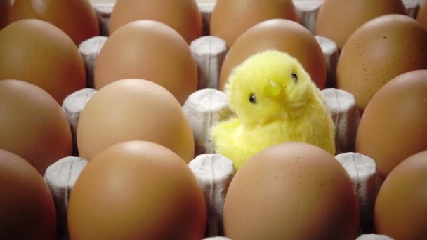 Игрушечная курица в скорлупе яркого пасхального яйца лежат в картонной опоре — стоковое видео