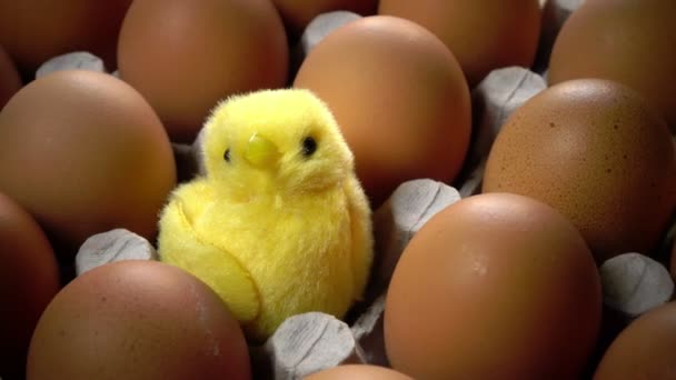 Іграшкова курка в шкаралупі яскравого пасхального яйця лежить в картонній підтримці — стокове відео