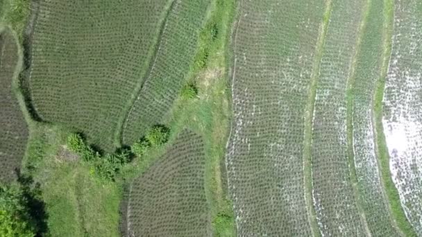 Vista aérea desde el dron en terrazas de arroz. Indonesia. Bali. . — Vídeos de Stock