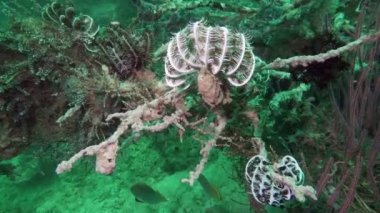Comanthina deniz lily, Crinoidea, Sawtoothed tüy yıldız sualtı Okyanusu