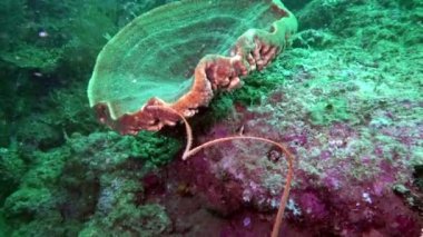 Güzel renkli sert ve yumuşak mercanlar içinde sualtı Okyanusu, Bali, Endonezya.