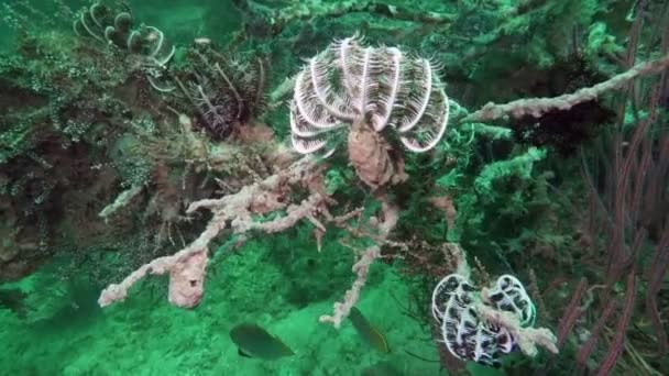 Lirio marino Comanthina, Crinoidea, Estrella de plumas dentadas bajo el agua en el océano — Vídeos de Stock