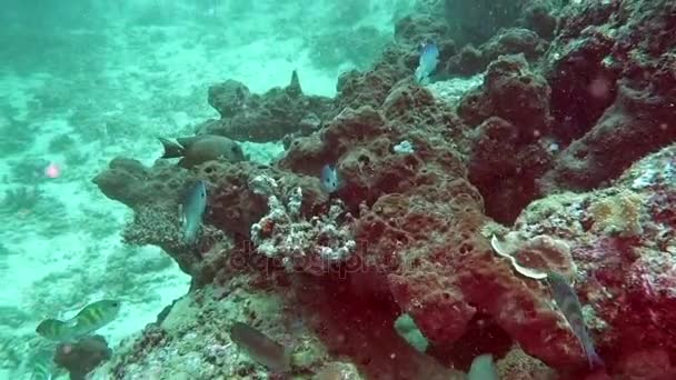 Vackra färgglada hårda och mjuka koraller i vattnet i havet, Bali, Indonesien. — Stockvideo