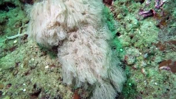 Beaux coraux durs et mous colorés sous l'eau dans l'océan, Bali, Indonésie . — Video