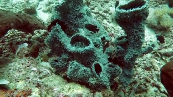 Corais duros e macios coloridos bonitos no subaquático no oceano, Bali, Indonésia . — Vídeo de Stock