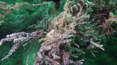 Comanthina deniz lily, Crinoidea, Sawtoothed tüy yıldız sualtı Okyanusu