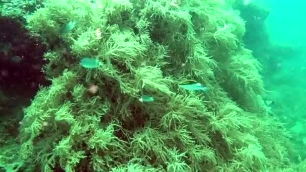 Corais duros e macios coloridos bonitos no subaquático no oceano, Bali, Indonésia . — Vídeo de Stock