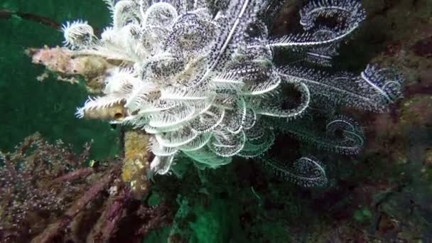 Lirio marino Comanthina, Crinoidea, Estrella de plumas dentadas bajo el agua en el océano — Vídeos de Stock