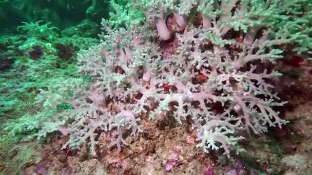 Beautiful colorful hard and soft corals in underwater in ocean, Bali, Indonesia . — стоковое видео