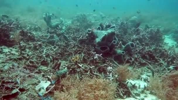 Όμορφη πολύχρωμα σκληρά και μαλακά κοράλλια σε υποβρύχια στον ωκεανό, Μπαλί, Ινδονησία. — Αρχείο Βίντεο