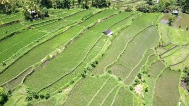 Drone havadan görünümden pirinç terasları üzerinde. Endonezya. Bali.