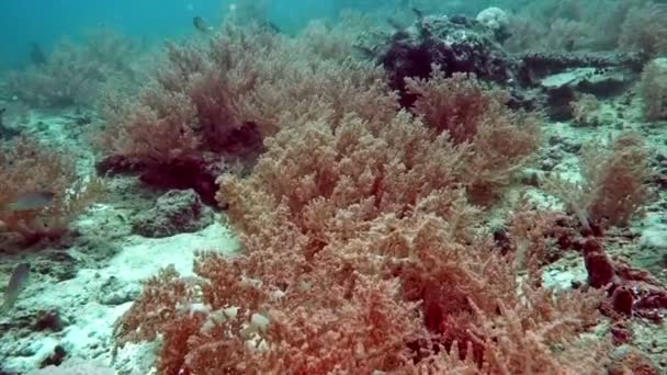 Beaux coraux durs et mous colorés sous l'eau dans l'océan, Bali, Indonésie . — Video