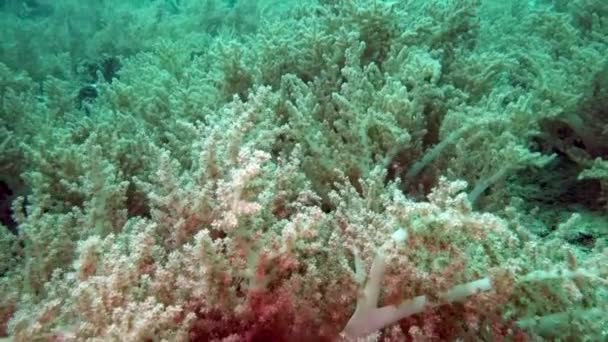 Beautiful colorful hard and soft corals in underwater in ocean, Bali, Indonesia . — стоковое видео