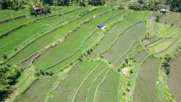 Letecký pohled od dron na rýžové terasy. Indonésie. Bali. — Stock video