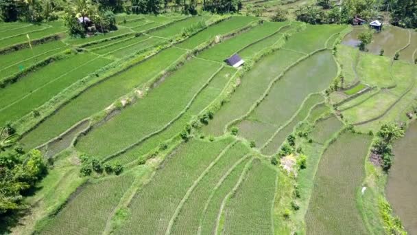 Flygfoto från drone på risterrasser. Indonesien. Bali. — Stockvideo