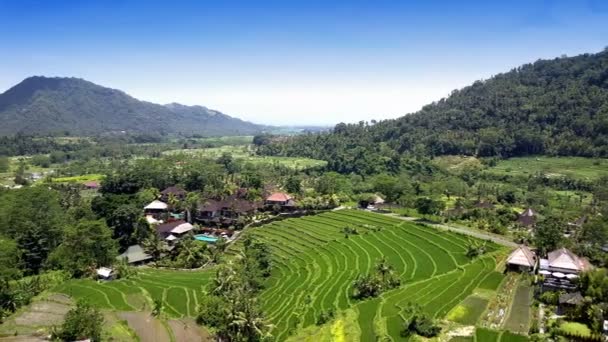 A légi felvétel a drone a rizs teraszok. Indonézia. Bali. — Stock videók