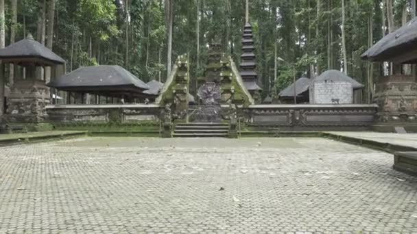 Floresta do macaco Sangeh Bali — Vídeo de Stock