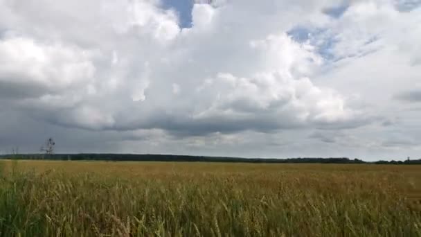 Zaman-sukut, beyaz bulutlar üzerinde mavi gökyüzü sarı alan buğday üzerinde uçan — Stok video