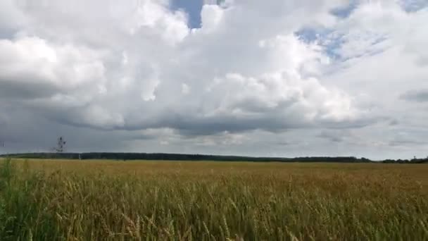 Zaman-sukut, beyaz bulutlar üzerinde mavi gökyüzü sarı alan buğday üzerinde uçan — Stok video