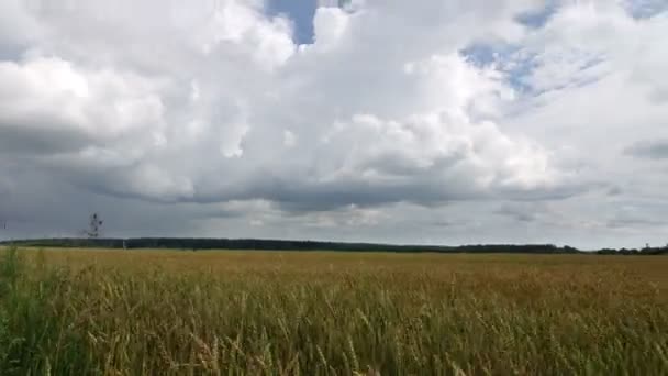 Временной промежуток, белые облака летят в голубом небе над желтой пшеницей поля — стоковое видео