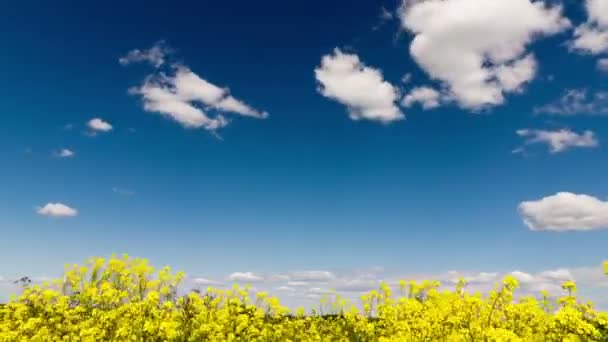 Time lapse klipp av vita fluffiga moln över blå himmel över fältet med gula vilda blommor — Stockvideo